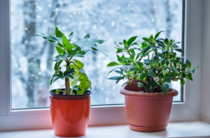 how to winterize your potted plants