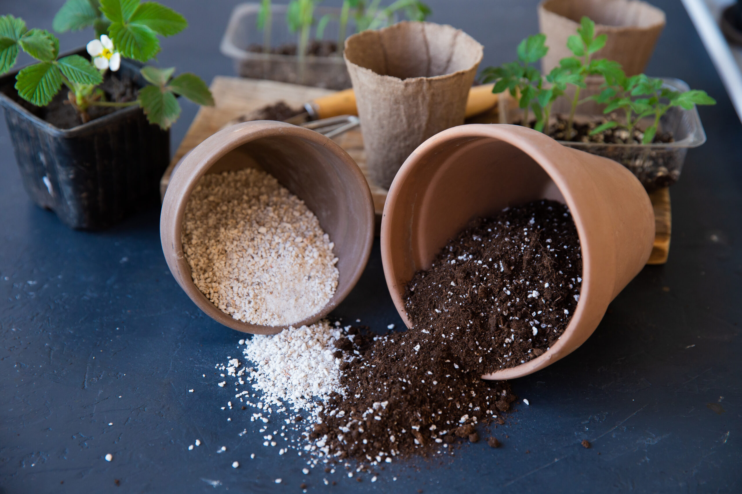 Vermiculite vs Perlite: Which is Best for Your Potted Plants